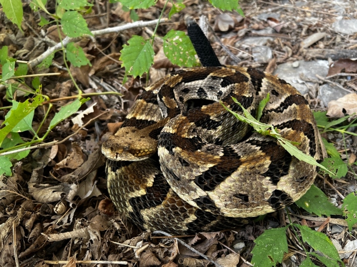 Timber Rattlesnake